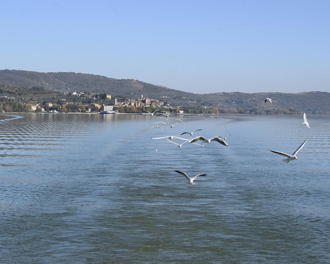 trasimeno trasimeno